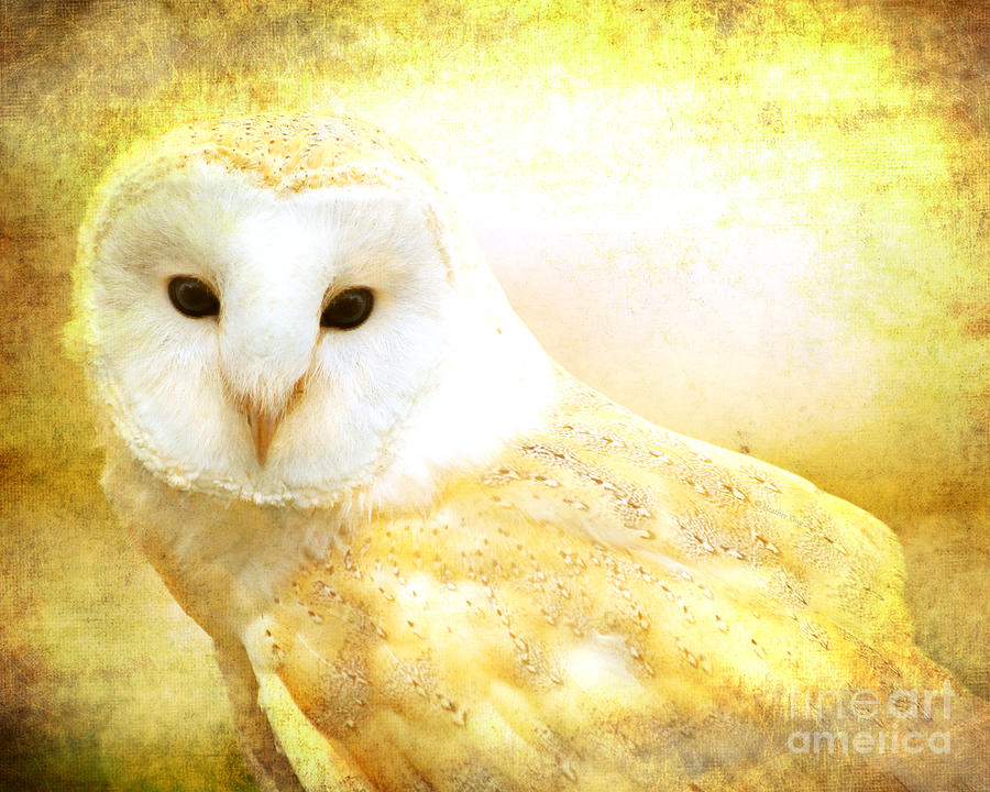 Owl Digital Art - Her majesty by Heather King