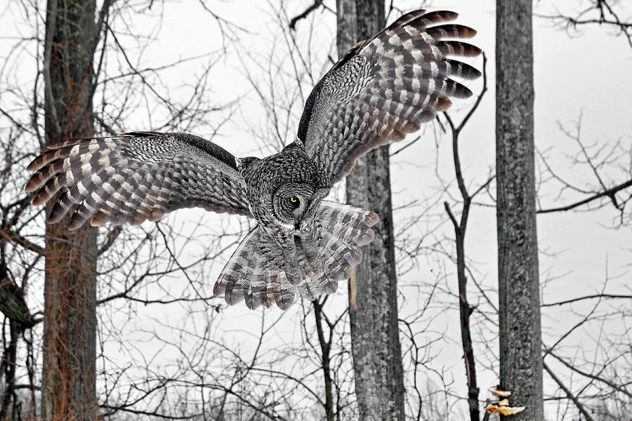 Her Majesty the Great Gray Owl Photograph by Asbed Iskedjian