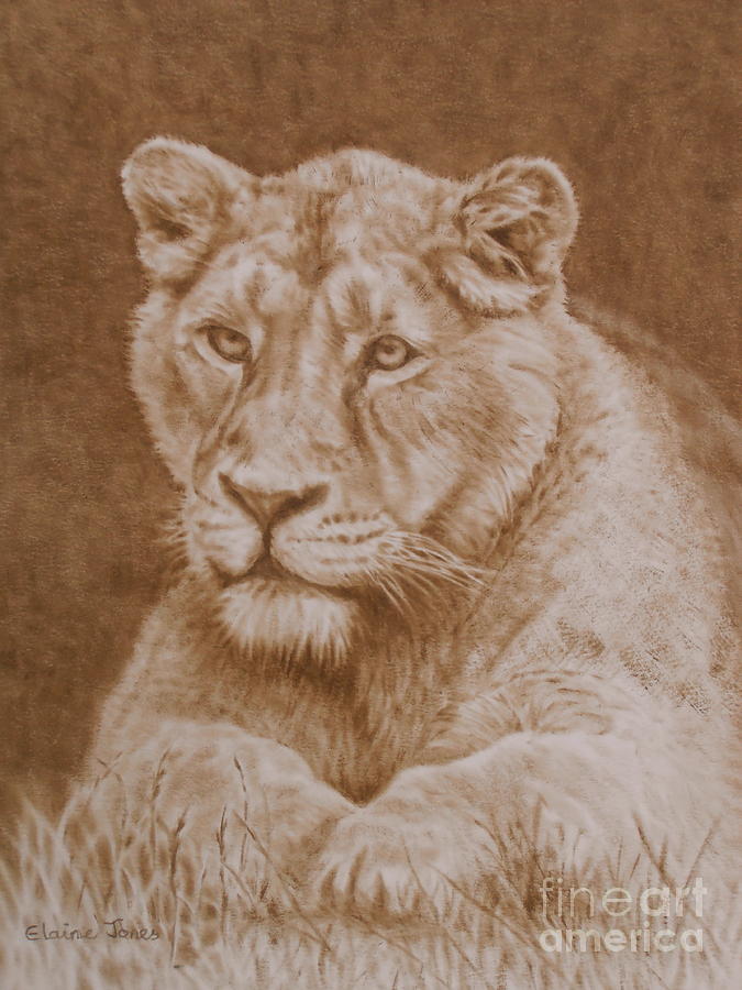 Wildlife Painting - Her Majesty the Lioness by Elaine Jones