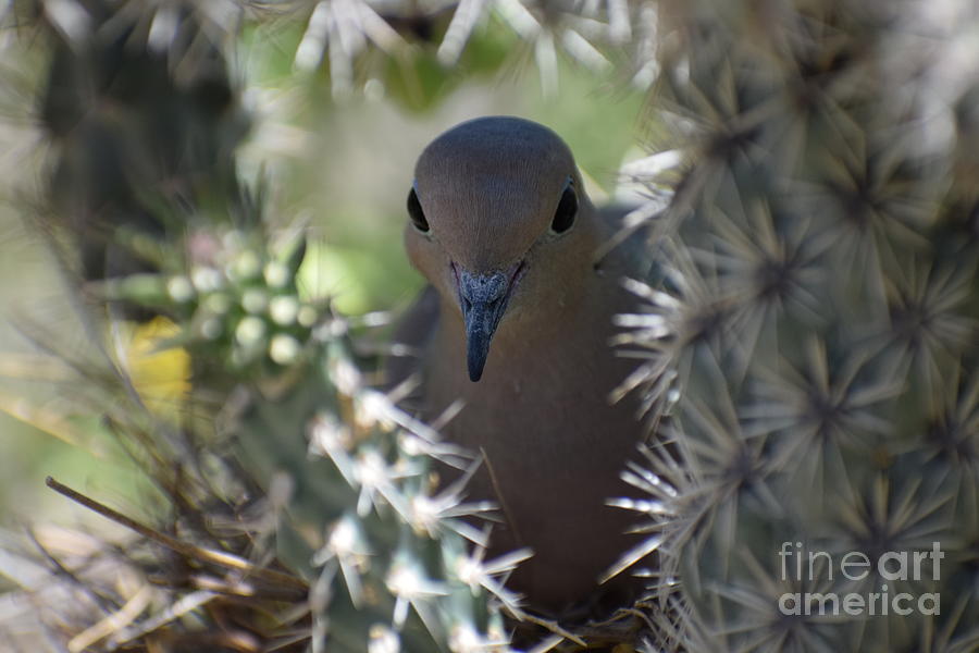 Dove Photograph - Her Protective Hideaway by Janet Marie