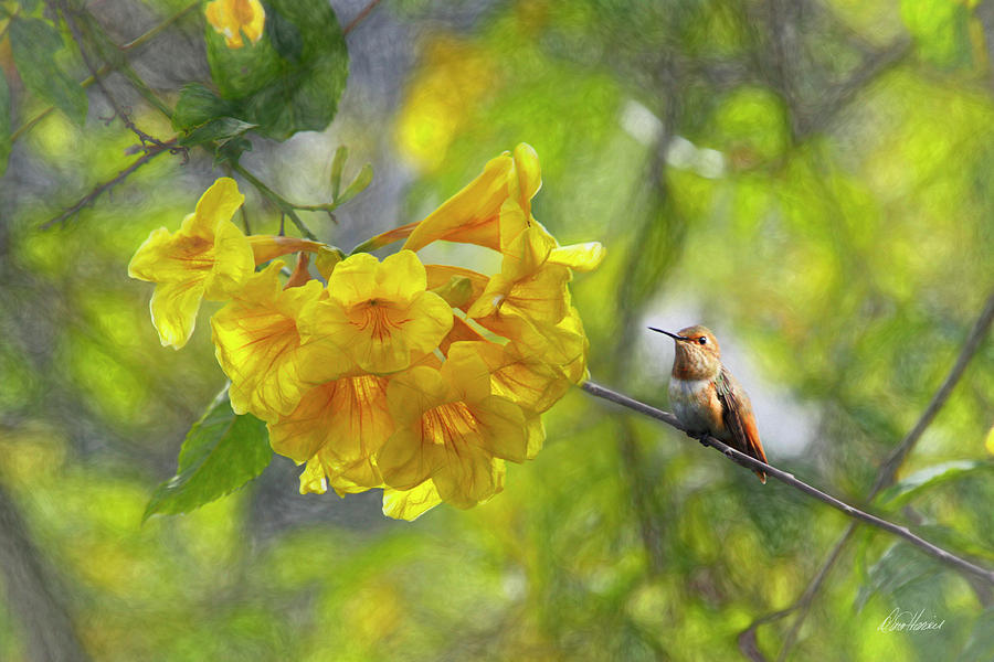 Hummingbird Photograph - Herald Of Spring by Diana Haronis