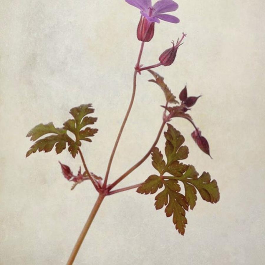 Beautiful Photograph - Herb Robert - Wild Geranium 
#flower by John Edwards