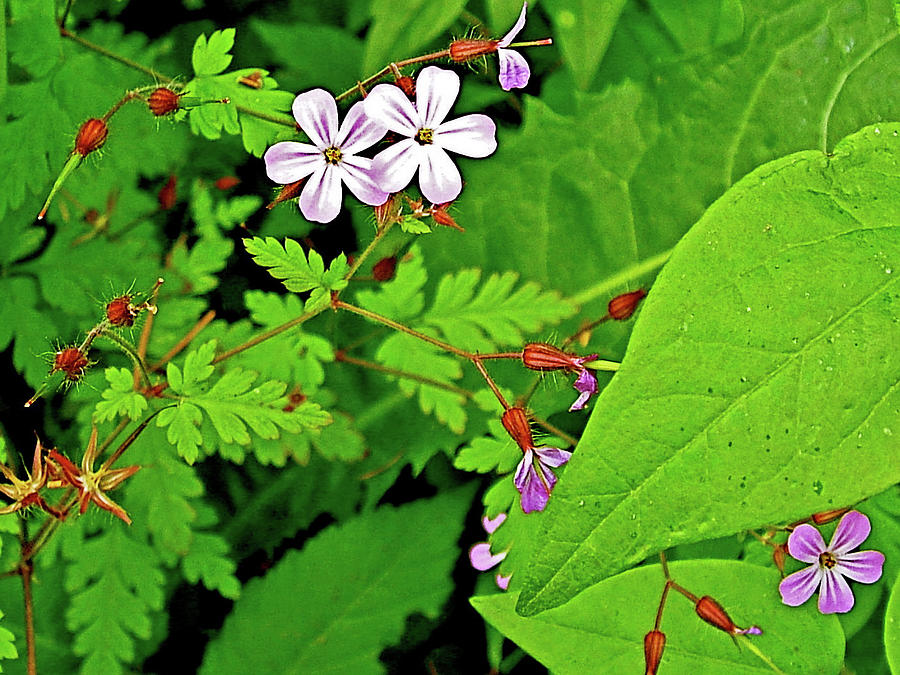 Herb-Robert or Red Robin in Big Fir Campground near Ridgefield, Washington Photograph by Ruth Hager