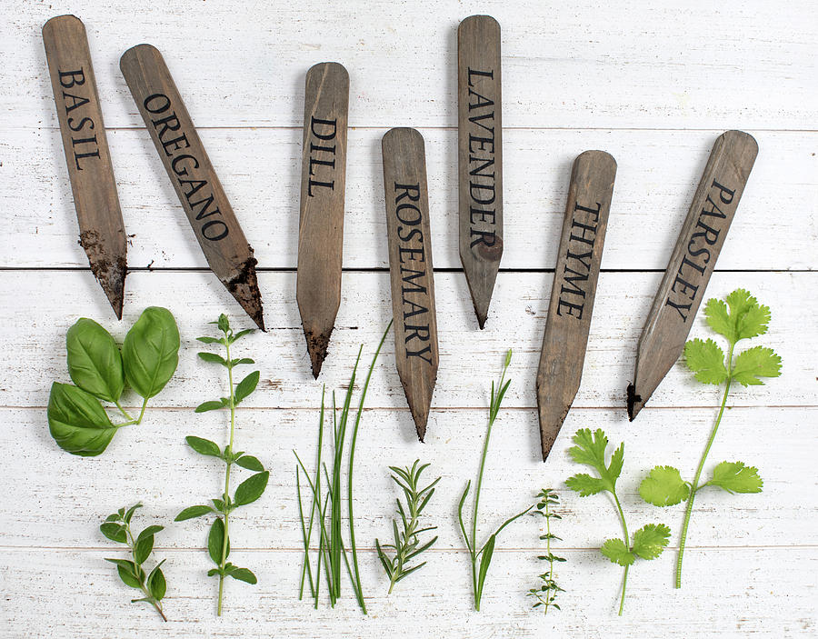 Herbs Photograph by Rebecca Cozart