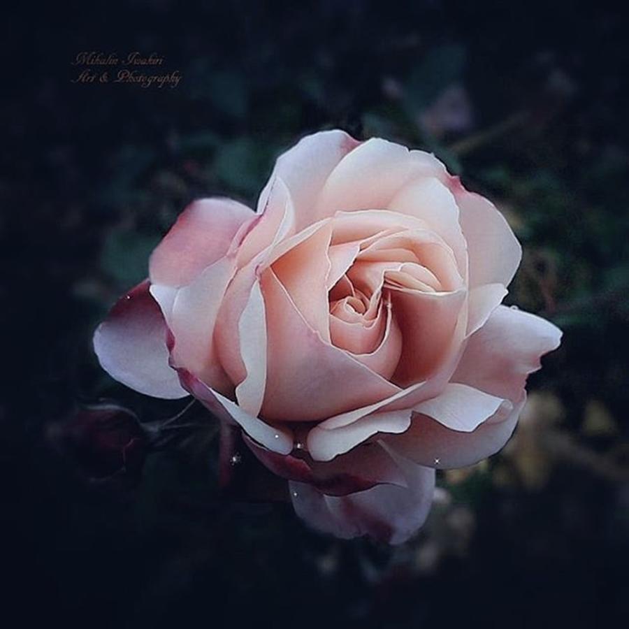 Flower Photograph - Herbst Nostalgie L 🥀
#flowers by Mika Iwakiri 