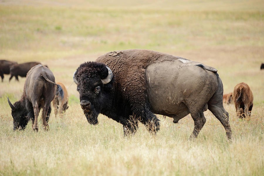 Herd Bull Bison Photograph by Whispering Peaks Photography