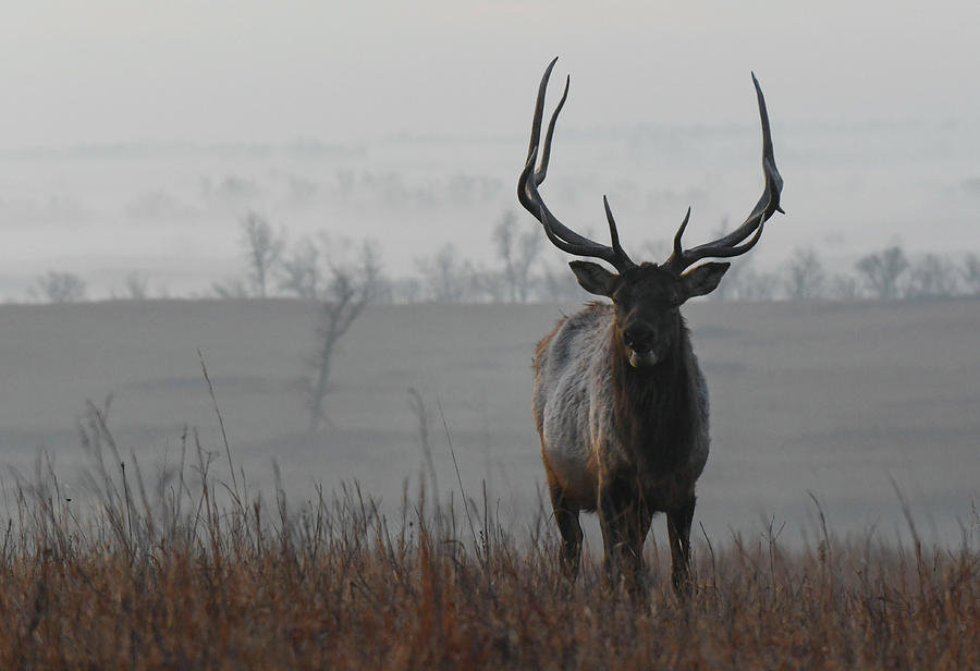 Herd Bull Foggy Morning 0576 Photograph by David Drew