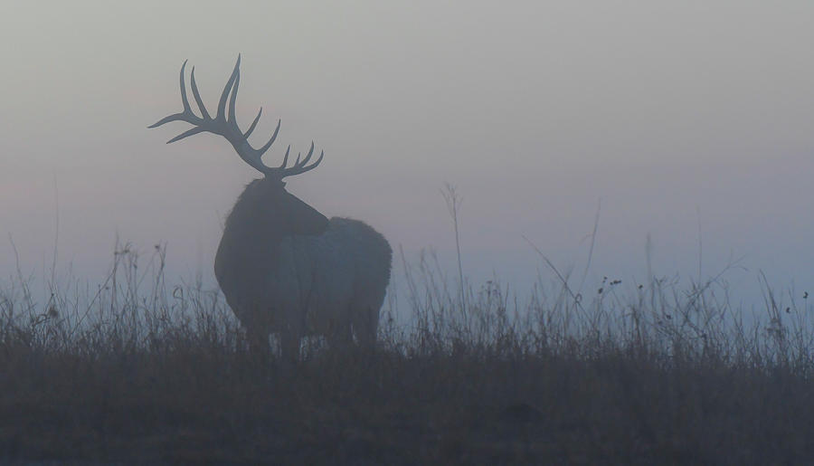 Herd Bull in the Fog 0573 Photograph by David Drew