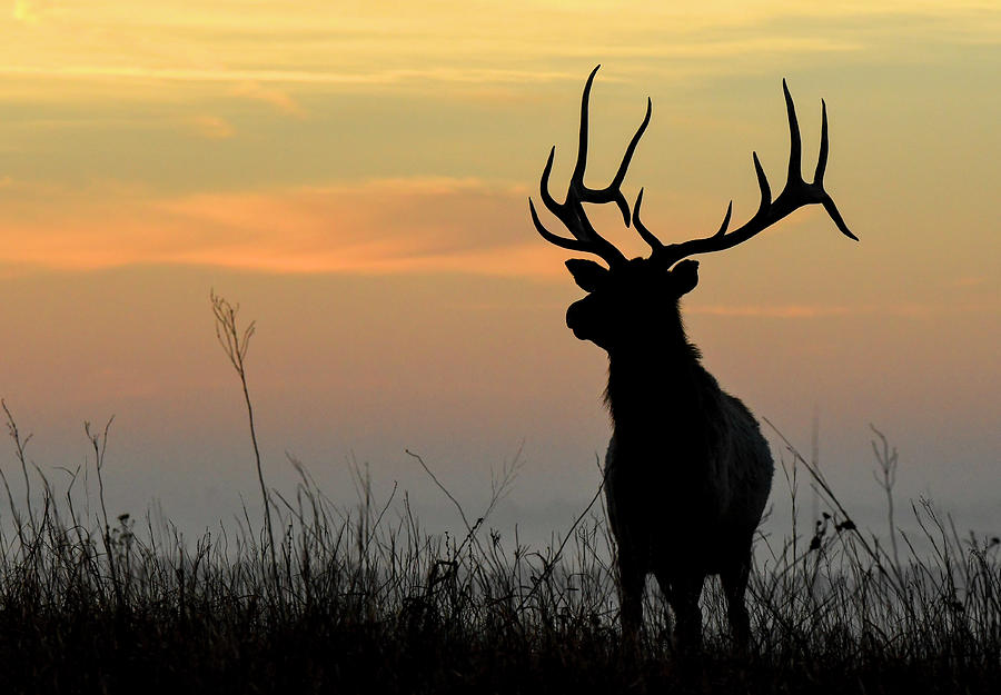 Herd Bull Silhouette 0597 Photograph by David Drew