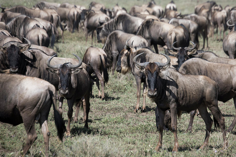 Herd during wildebeest great migration in Serengeti National Par Photograph by Karen Foley