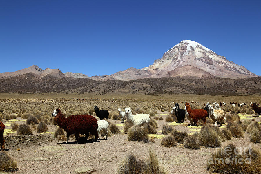 Herd of Alpacas and Sajama Volcano Bolivia Photograph by James Brunker