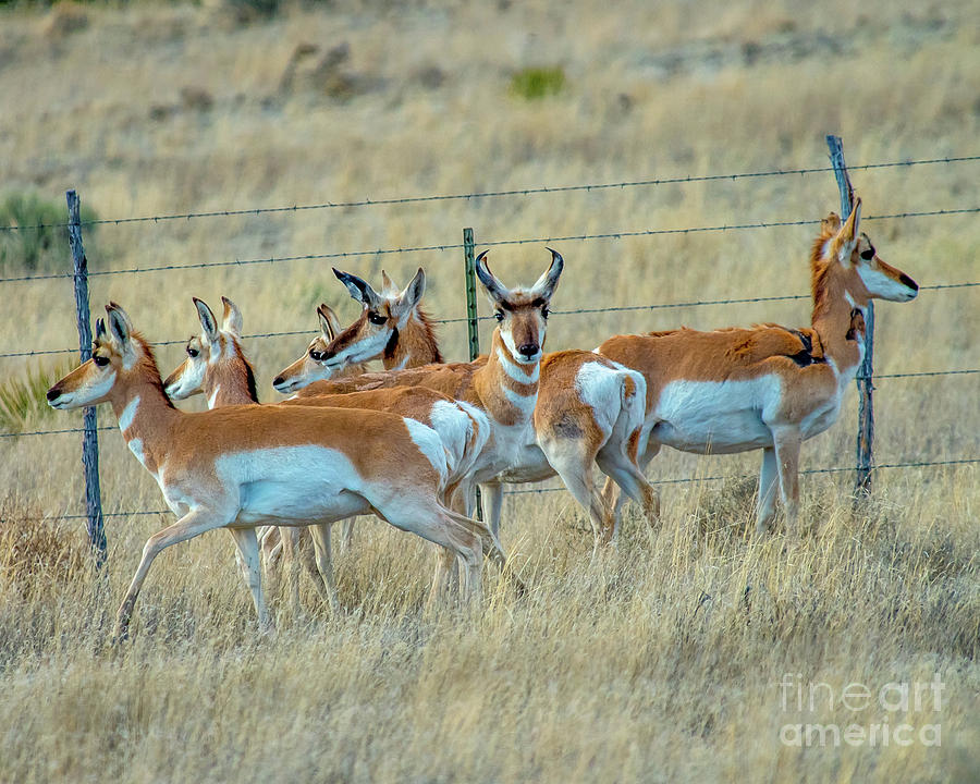 Herd of Antelope Photograph by Stephen Whalen