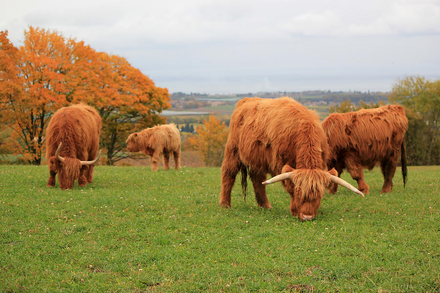 Herd of beautiful highland cows Photograph by Elenarts - Elena Duvernay photo