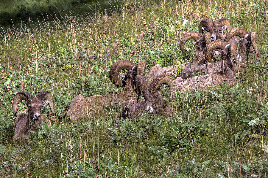 Herd of Bighorn Sheep Photograph by Amy Sorvillo