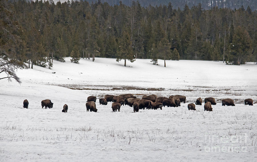 Herd of Bison Photograph by Cindy Murphy - NightVisions