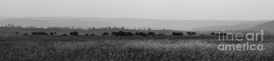 Yellowstone National Park Photograph - Herd Of Bison Grazing Panorama BW by Michael Ver Sprill