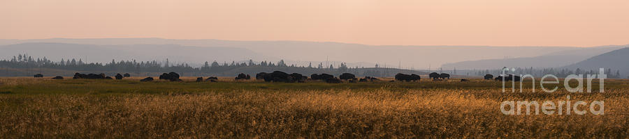 Herd Of Bison Grazing Panorama Photograph by Michael Ver Sprill