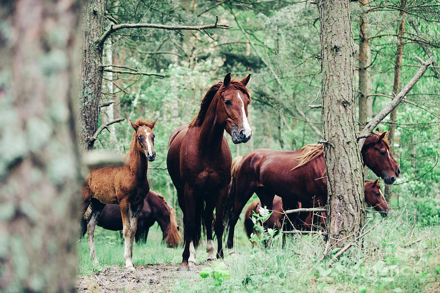 Herd Of Brown Horses Walking In The Green Forest. Photograph