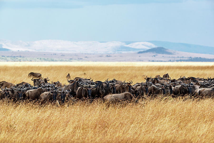 Nature Photograph - Herd of Buffalo in Tall Kenya Grass by Good Focused