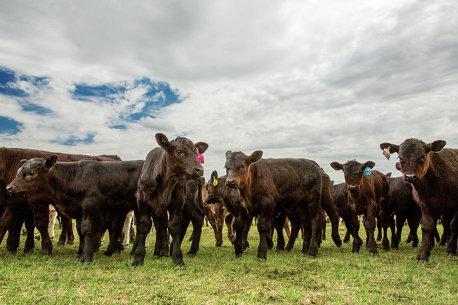 Herd of Calves Photograph by Todd Klassy