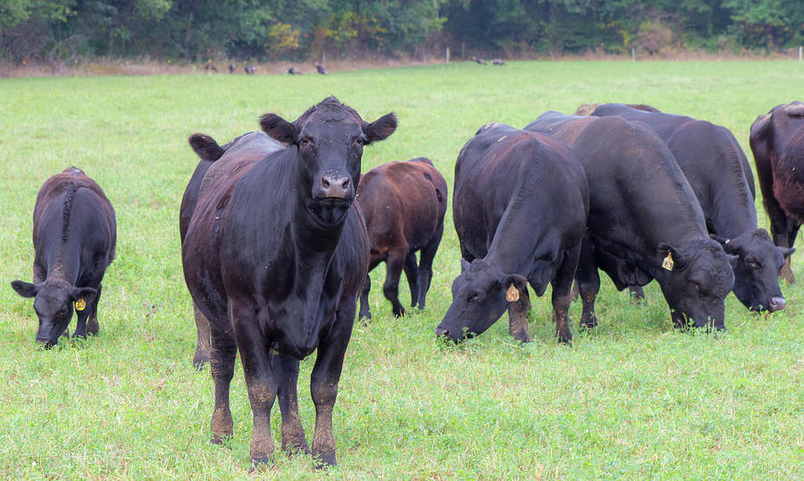 Herd Of Cattle Photograph By Lori Lynn Sadelack - Fine Art America