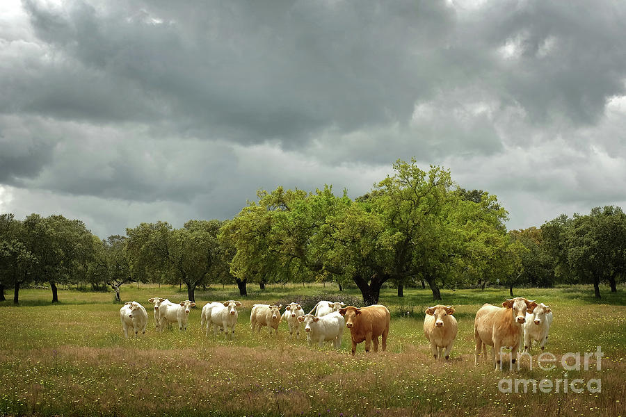 Herd of Cows Photograph by Carlos Caetano