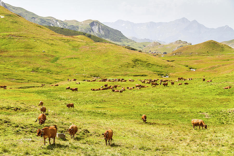 Herd of dairy cows - French Alps Photograph by Paul MAURICE