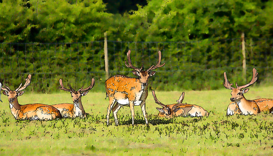 Олень по английски. Англия благородный олень группа. Red Deer, New Forest, Hampshire.