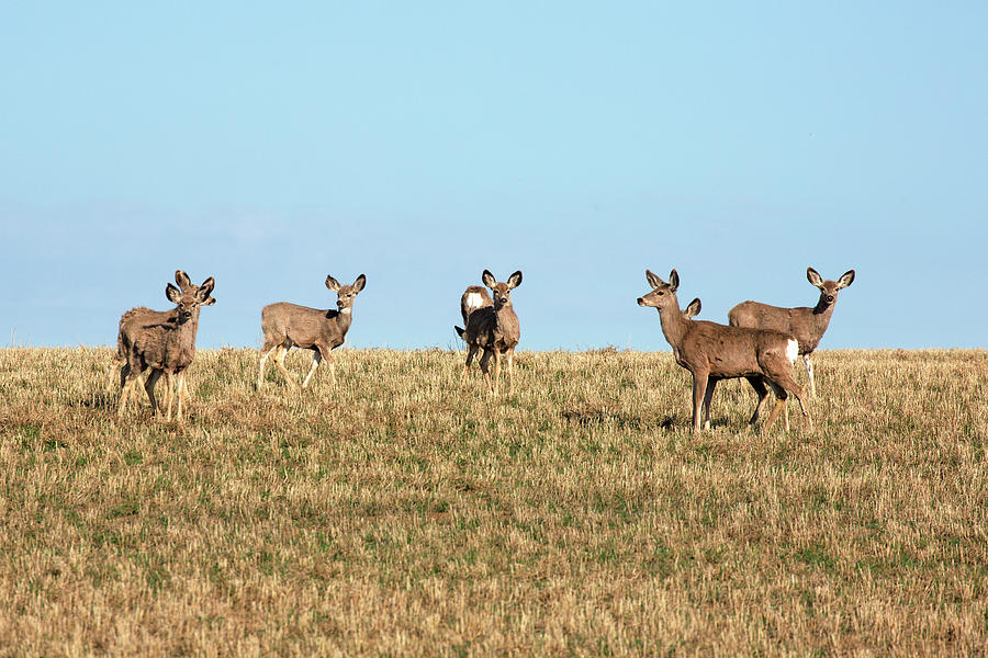 Herd of Deer Photograph by Todd Klassy