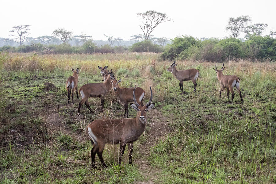 Herd of Defassa Waterbuck, Queen Elizabeth National Park, Uganda Photograph by Karen Foley
