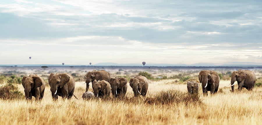 Herd of Elephant in Kenya Africa Photograph by Good Focused Herd of Elephant in Kenya Africa Photograph by Good Focused