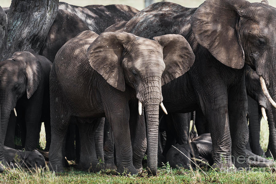 Herd of elephants in the shade in Serengeti Photograph by RicardMN Photography