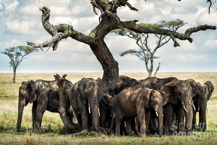 Elephant Photograph - Herd of elephants under a tree in Serengeti by RicardMN Photography