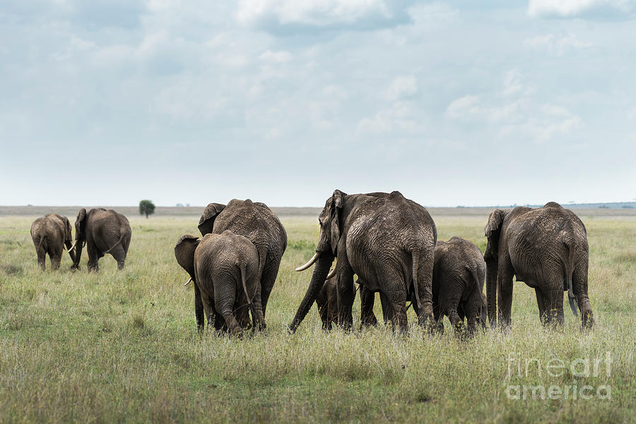 Herd of elephants walking in Serengeti Photograph by RicardMN Photography