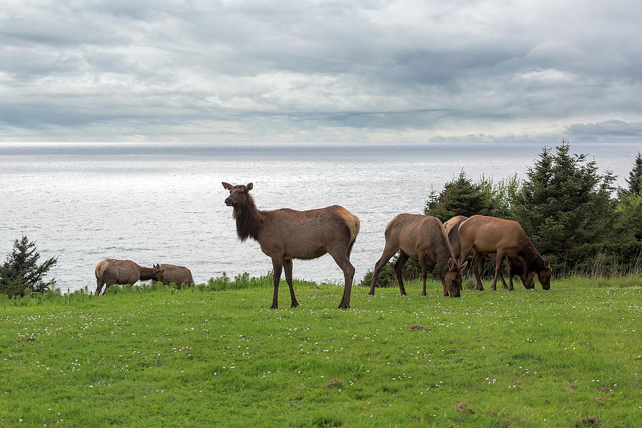 Herd of Elk at Ecola State Park Photograph by David Gn