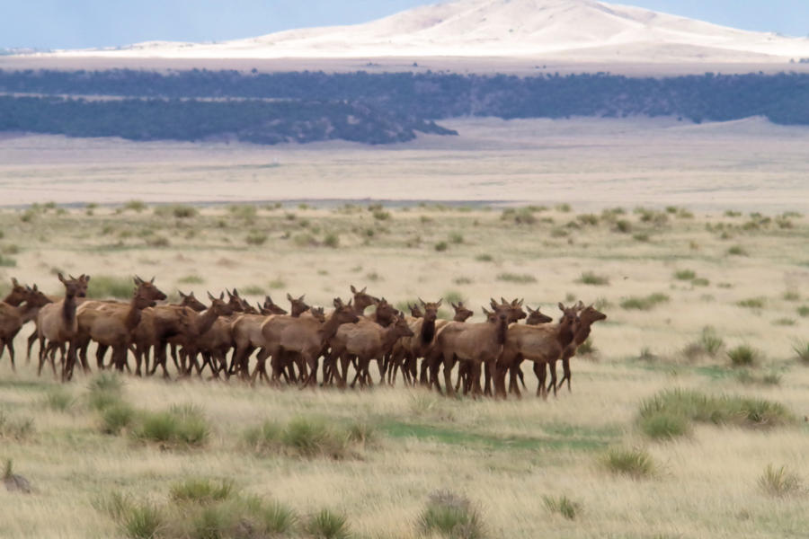 Herd of Elk Photograph by Jeff Swan