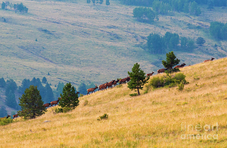 Herd of Elk Photograph by Steven Krull