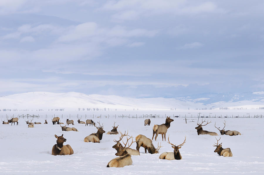 elk refuge jackson hole