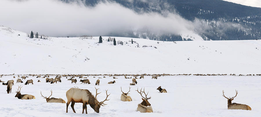 Herd of Elk wintering at the National Elk Refuge in Wyoming with ...