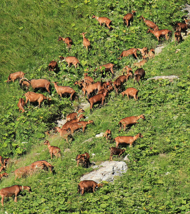 Herd of goats Photograph by Elenarts - Elena Duvernay photo