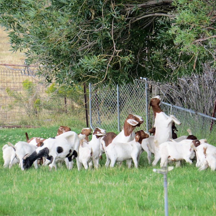 Herd of Goats Photograph by Jeanette Oberholtzer