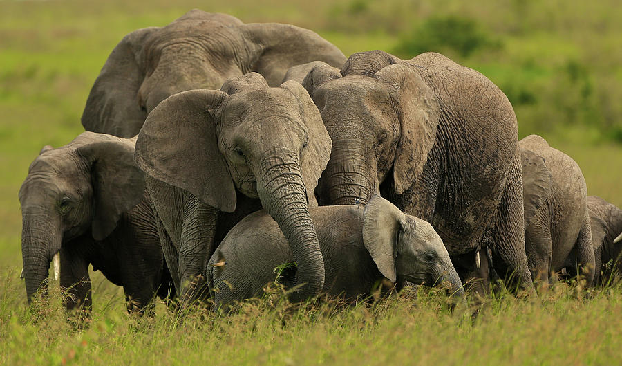 Herd of Grey Elephants Photograph by Steven Upton