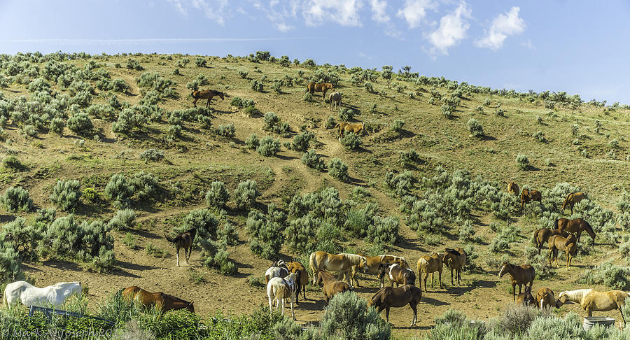 Herd of Horses Photograph by Mark Joseph