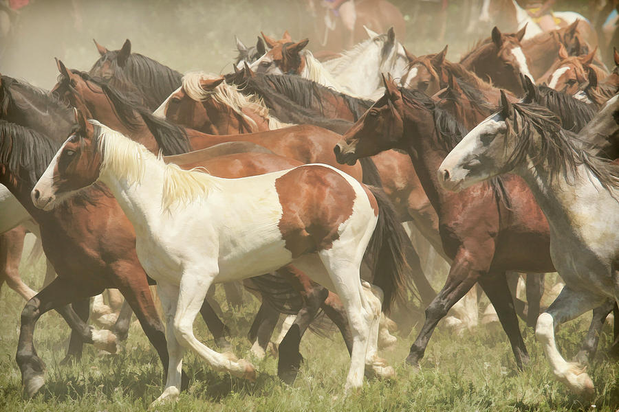 Herd of Horses Photograph by Steve McKinzie