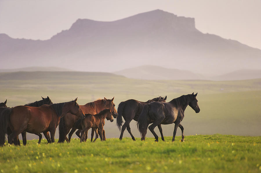 Herd of  Karachai Horses in the Mountains Photograph by Ekaterina Druz