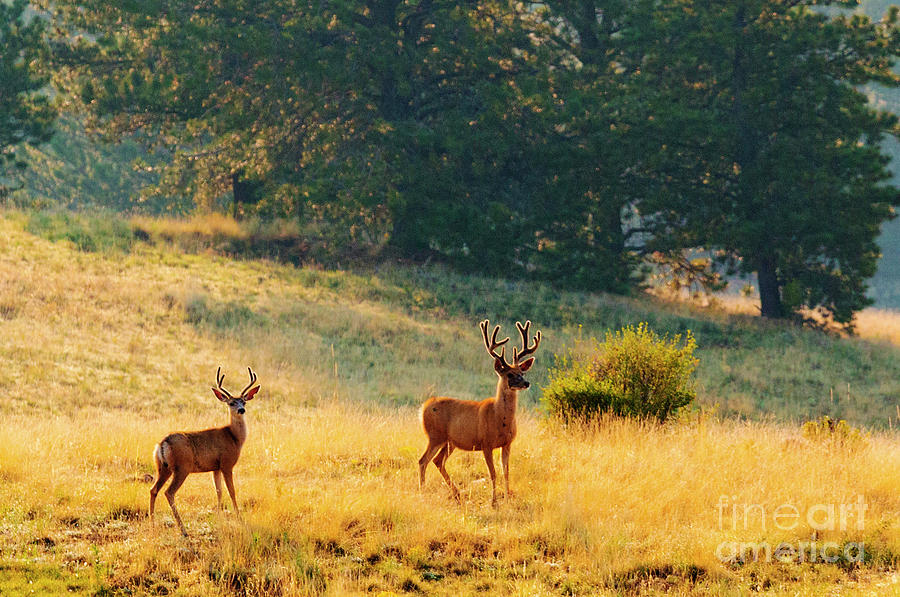 Herd of Mule Deer Bucks Photograph by Steven Krull