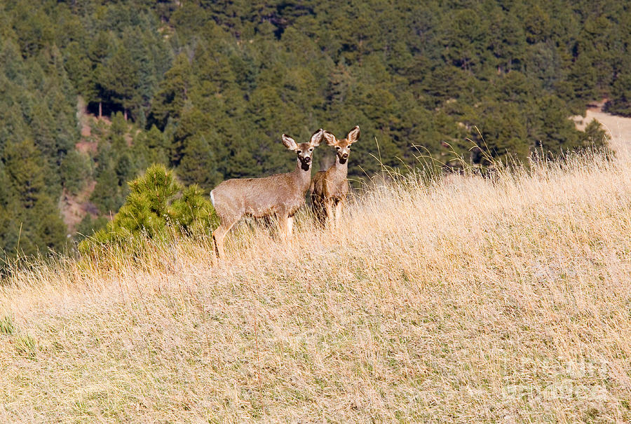 Herd Of Mule Deer In The Pike National Forest Colorado Photograph