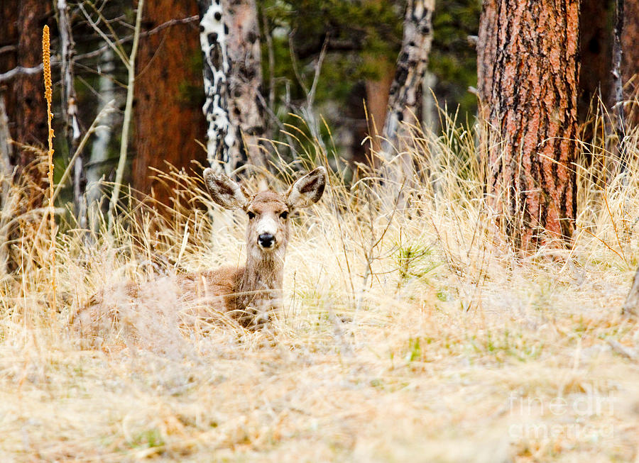Herd Of Mule Deer In The Pike National Forest Photograph