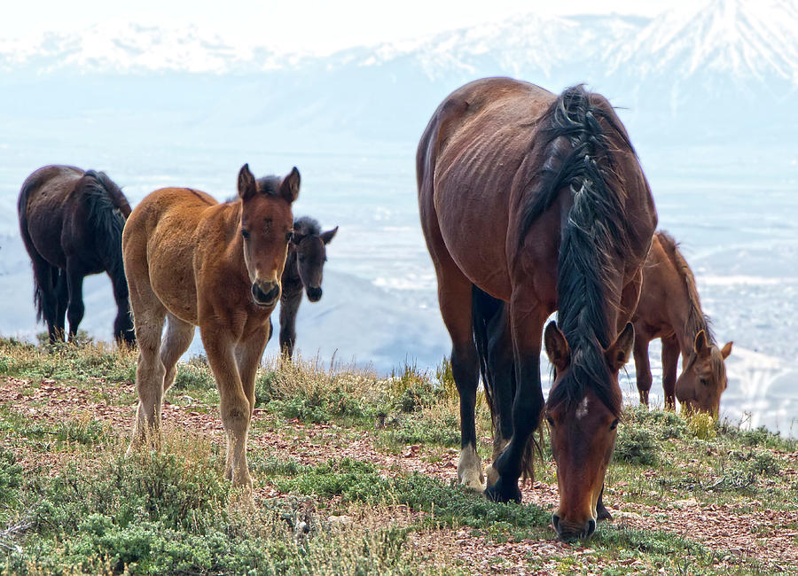 Herd of Mustang Horses Photograph by Waterdancer