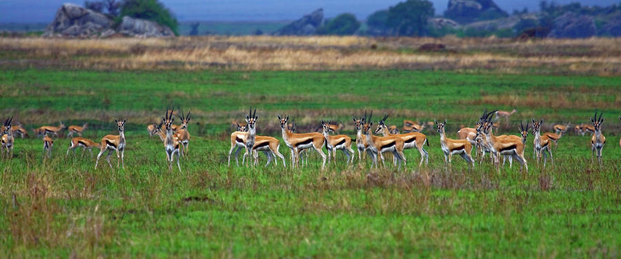 Herd of Thomsons Gazelles Photograph by Sally Weigand